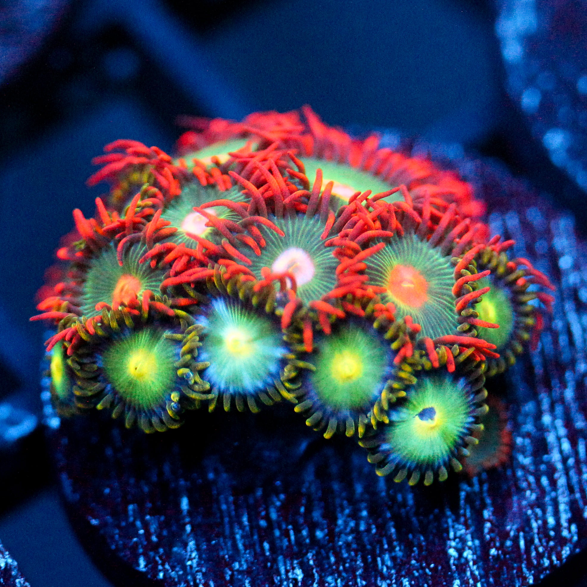 JC Gatorade Zoanthids Mix