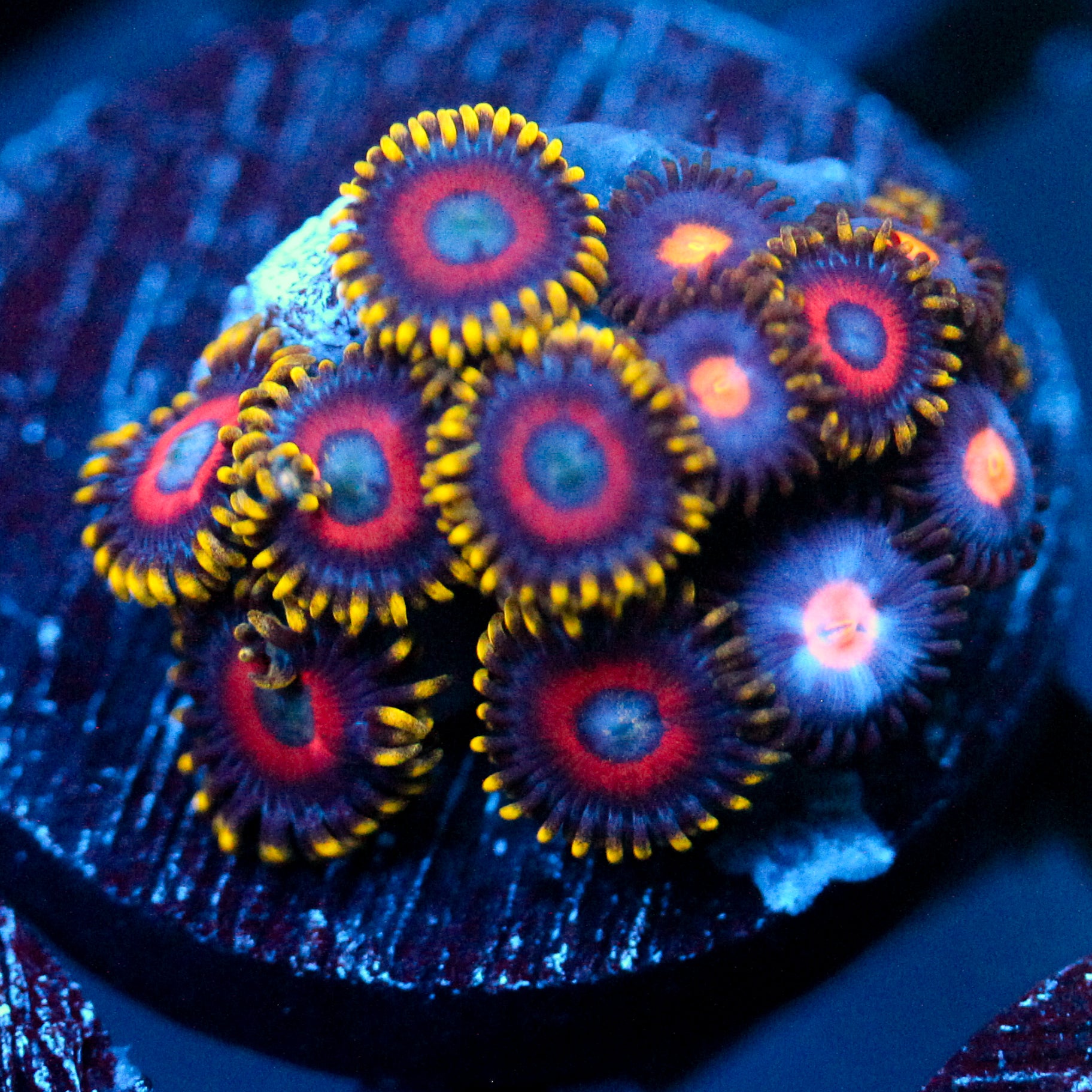JC Fireworks Zoanthid
