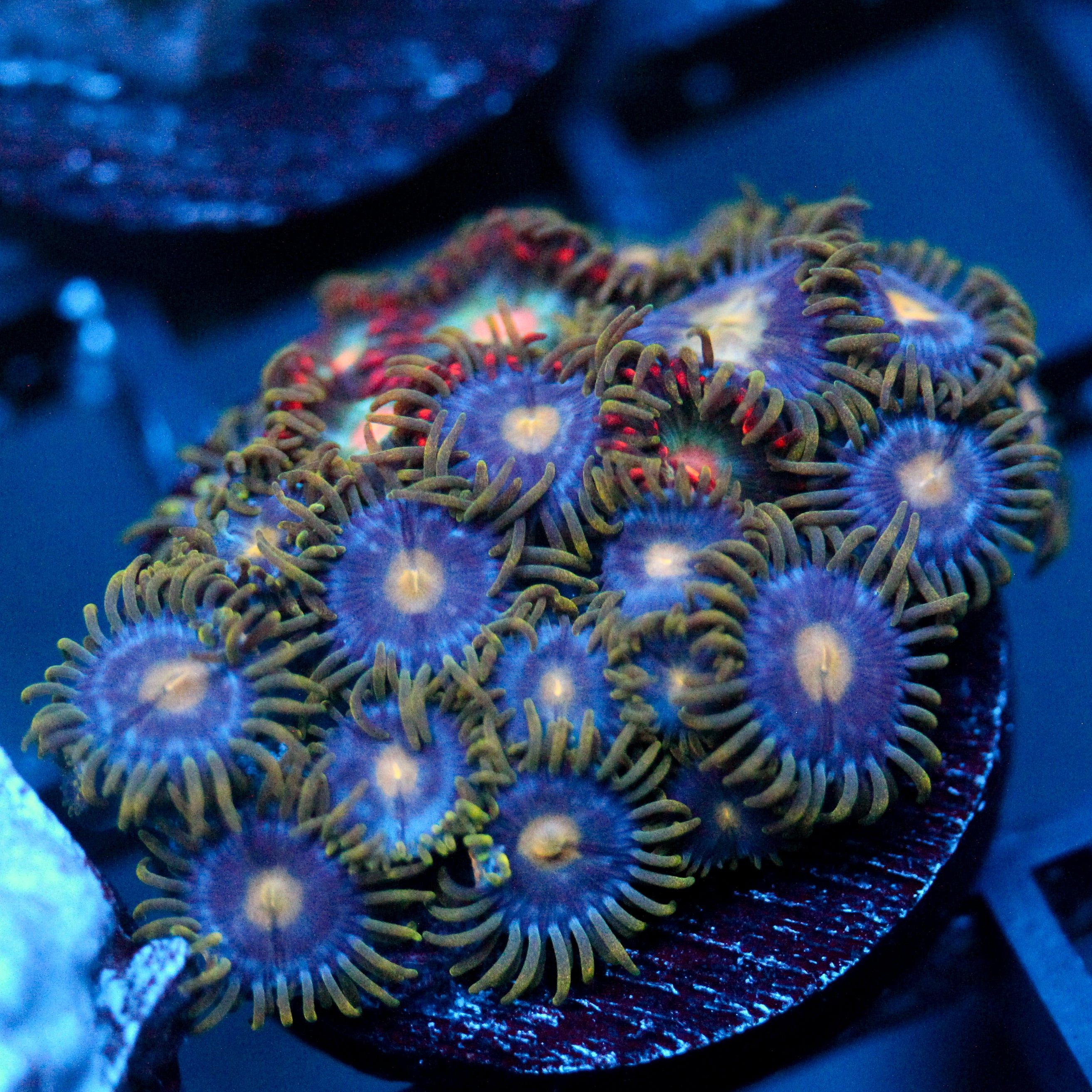JC Gold Burn Zoanthid