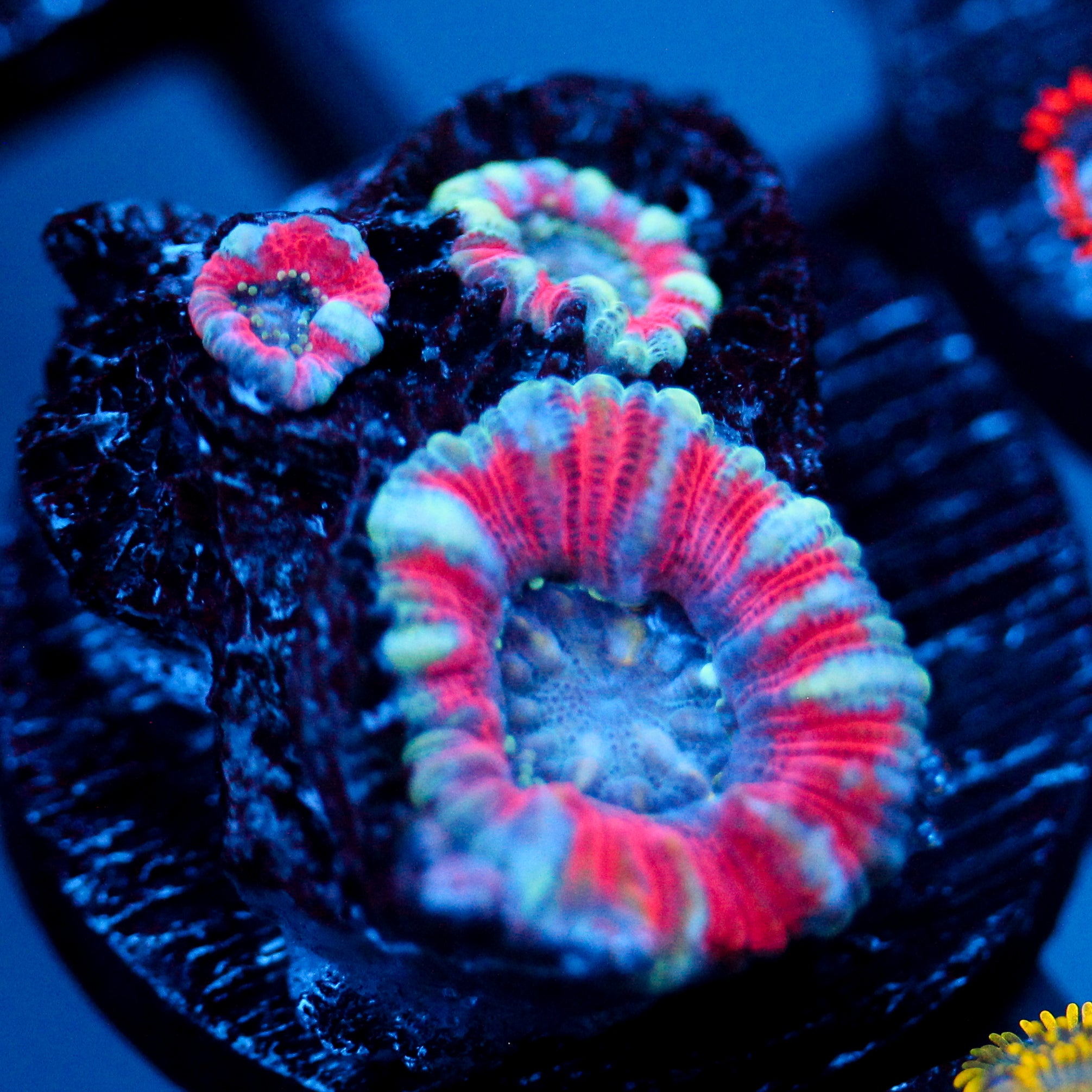 JC White Tiger Acan