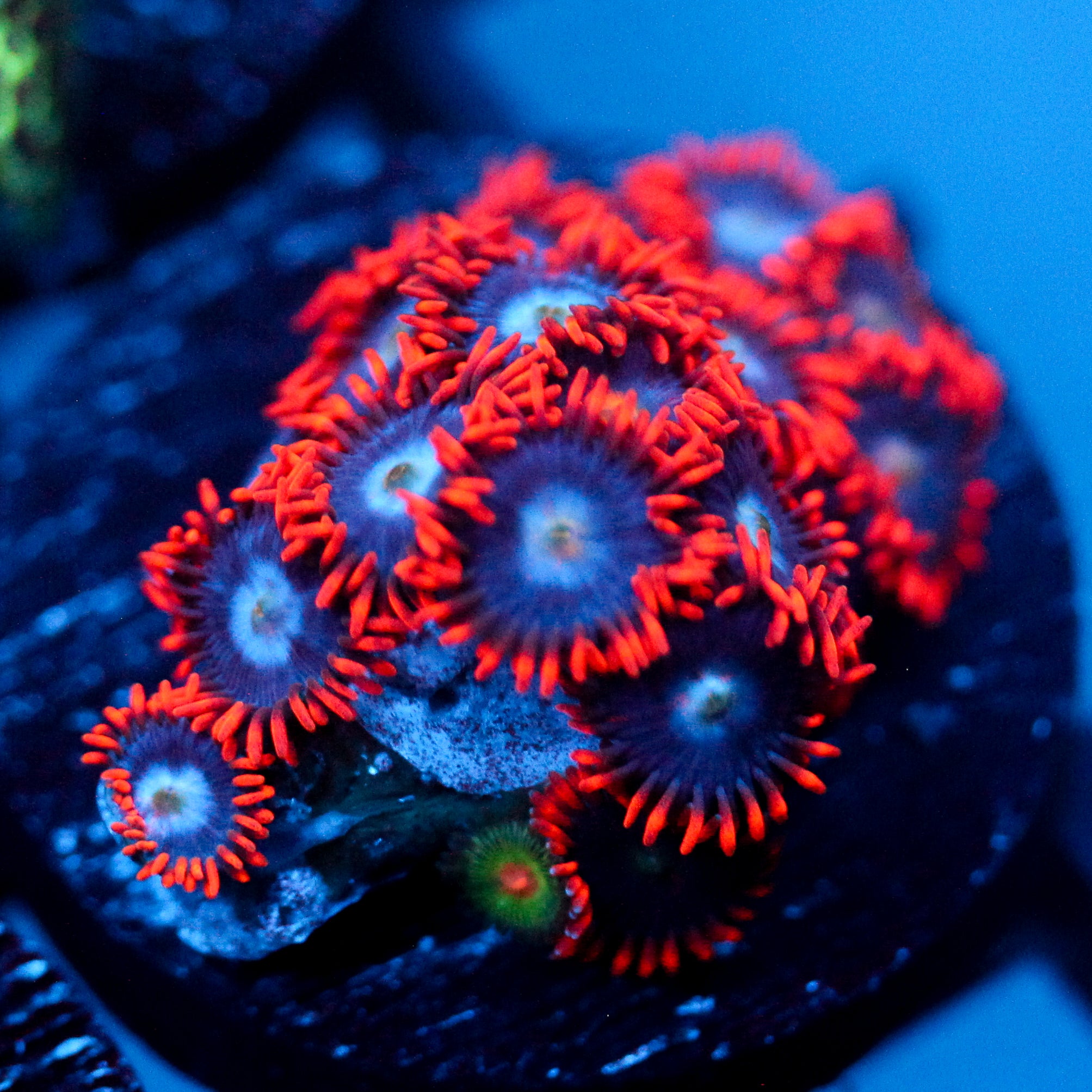 JC Edge of Reality Zoanthid