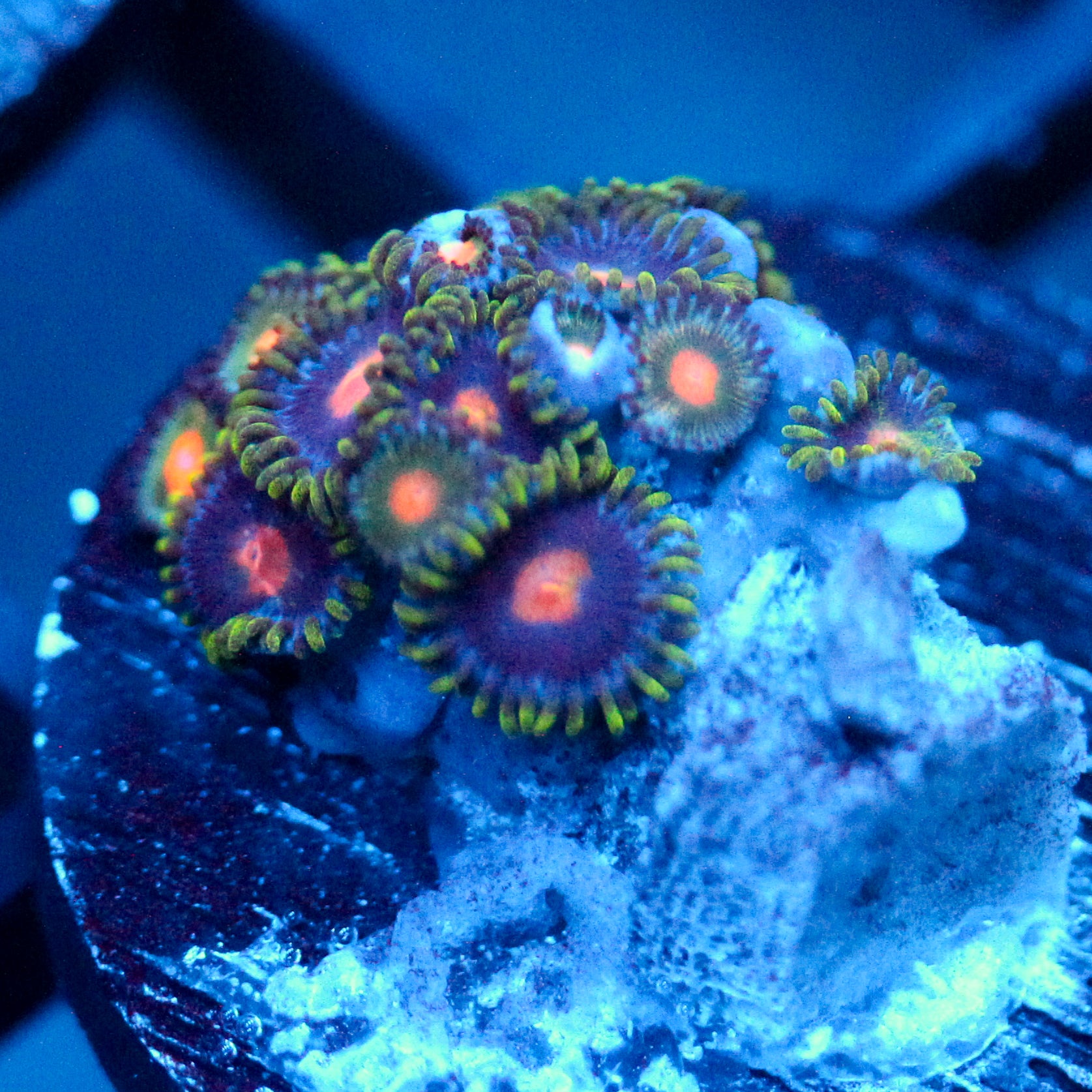 JC Green terror Zoanthid