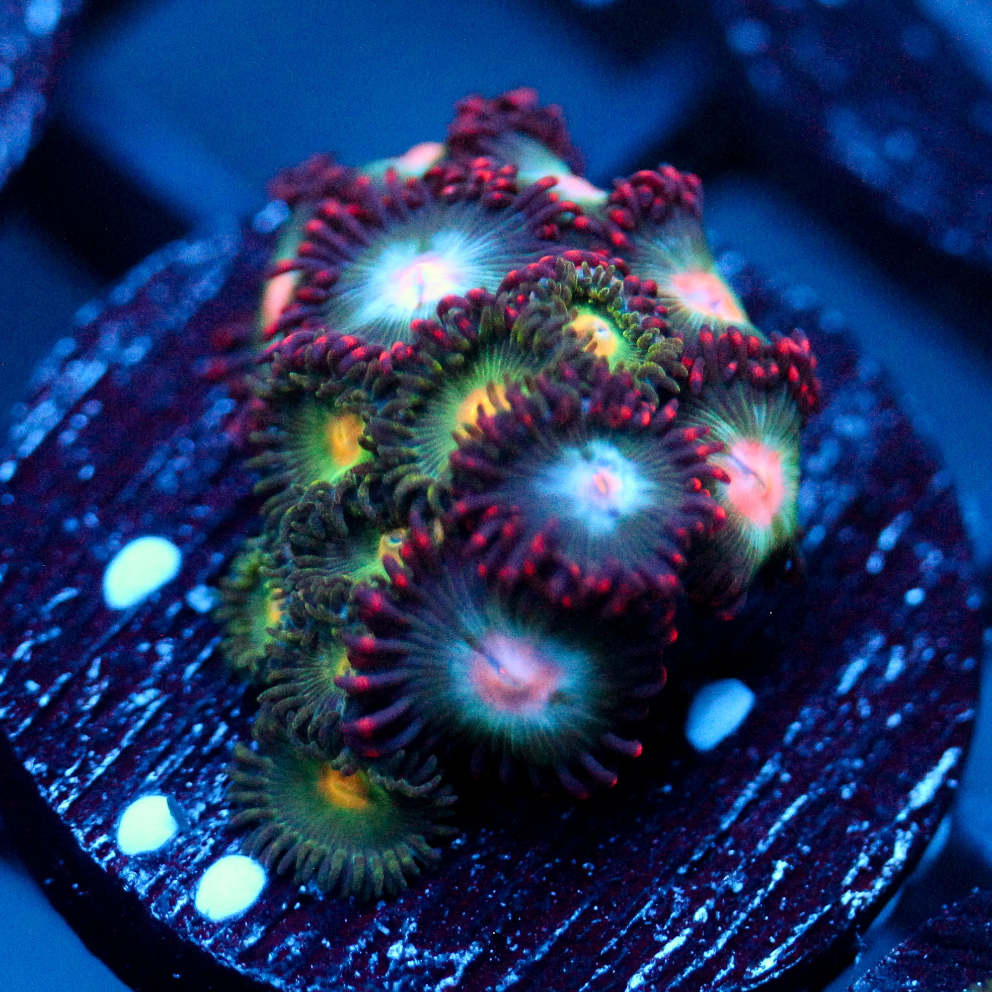 JC Nova Zoanthid Mix