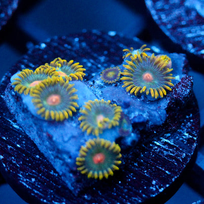 JC Trouble Maker Zoanthid