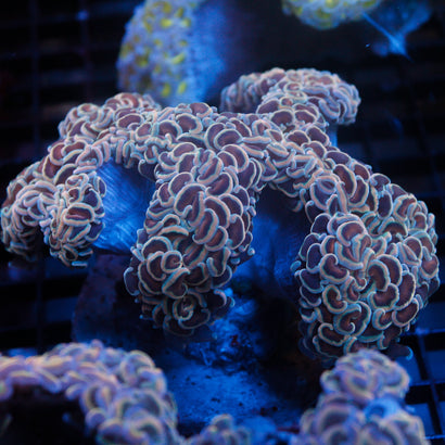 Orange Wall Hammer SHOW