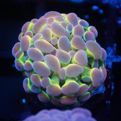 JC Ultra Hologram hammer