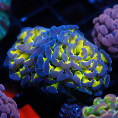 JC Bright Lights (2 HEADS)