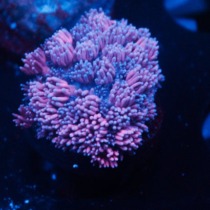 JC Purple Passion