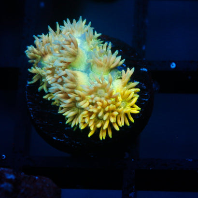 JC Yellow Spring Goni