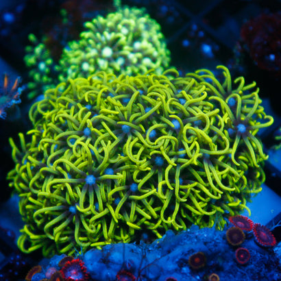 JC GSP