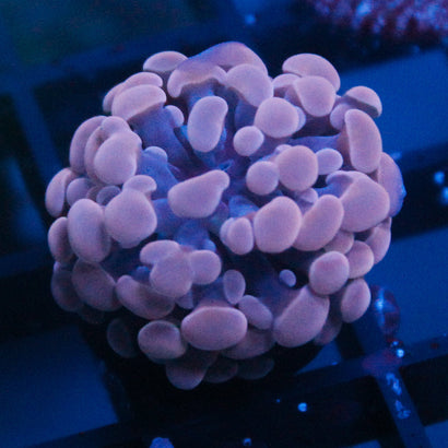 JC Pink Hammer