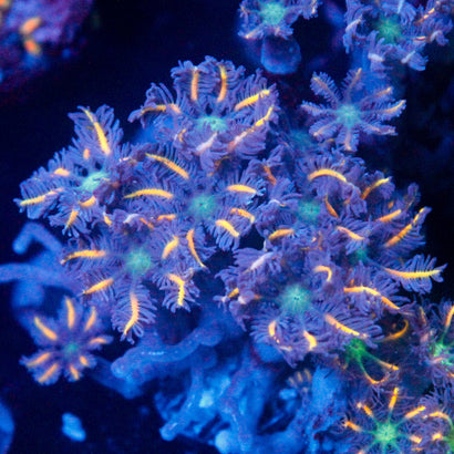 JC Orange Clove Polyp