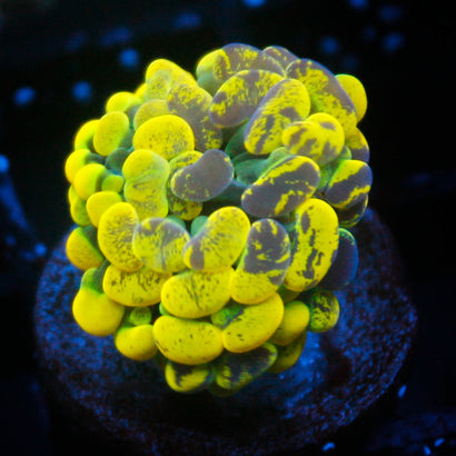 JC Ultra Splatter Hammer