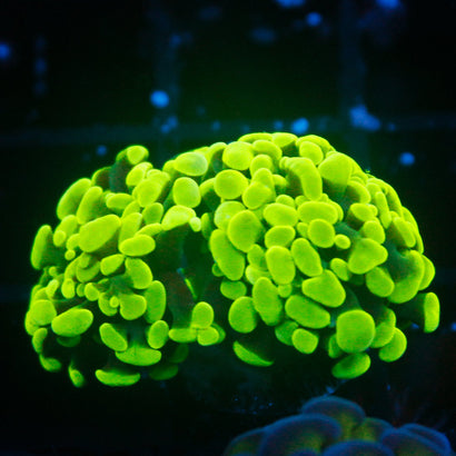 JC Neon Green Hammer