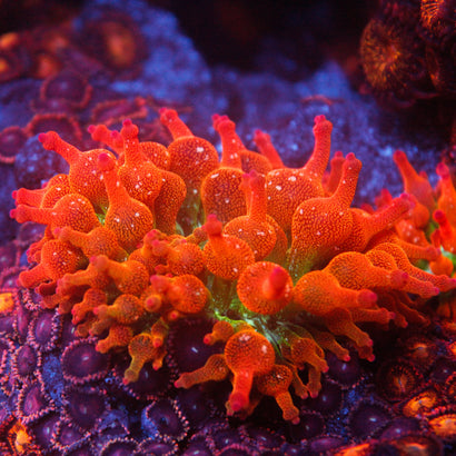 JC Ultra Speckled Bubble Tip Anemone
