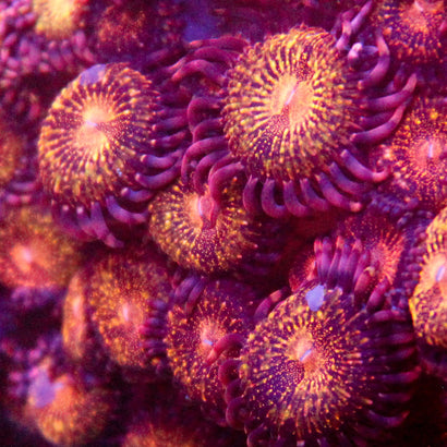 JC Speckled Zoa