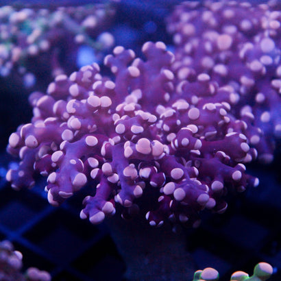 JC Orange Tip Octo