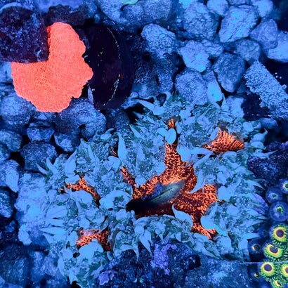 JC Ultra Rock Flower Anemone