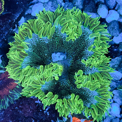 JC Ultra Rock Flower Anemone