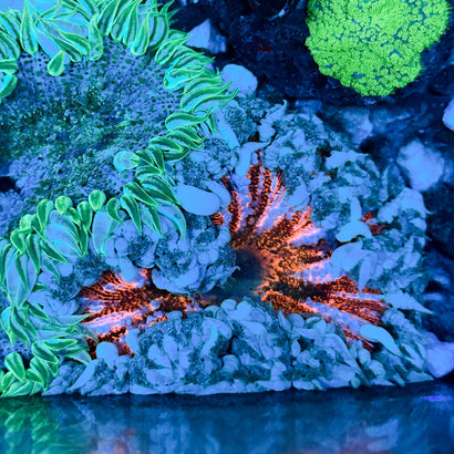 JC Ultra Rock Flower Anemone