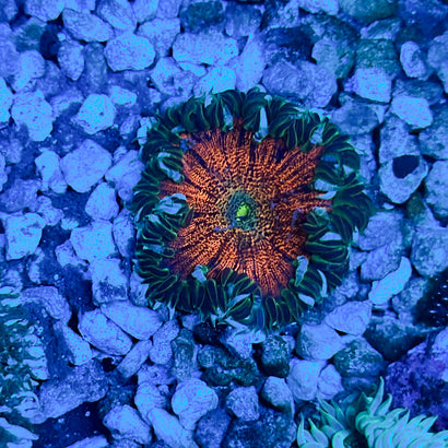 JC Ultra Rock Flower Anemone