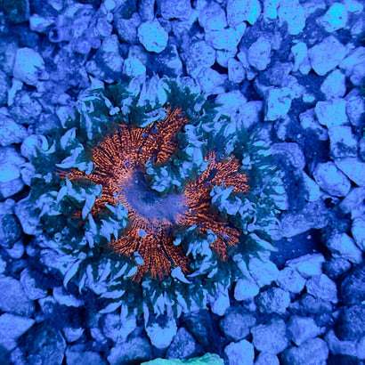 JC Ultra Rock Flower Anemone
