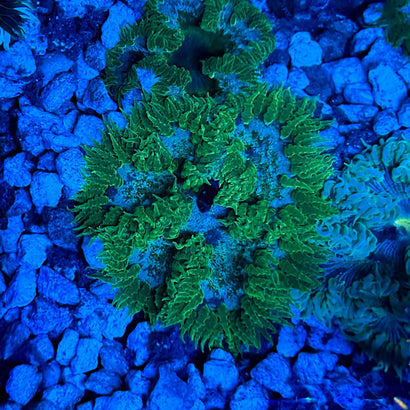 JC Ultra Rock Flower Anemone