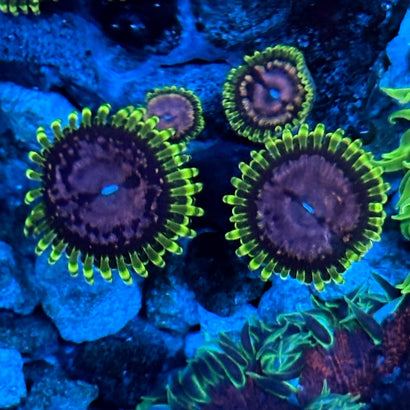 Purple Monster Zoa