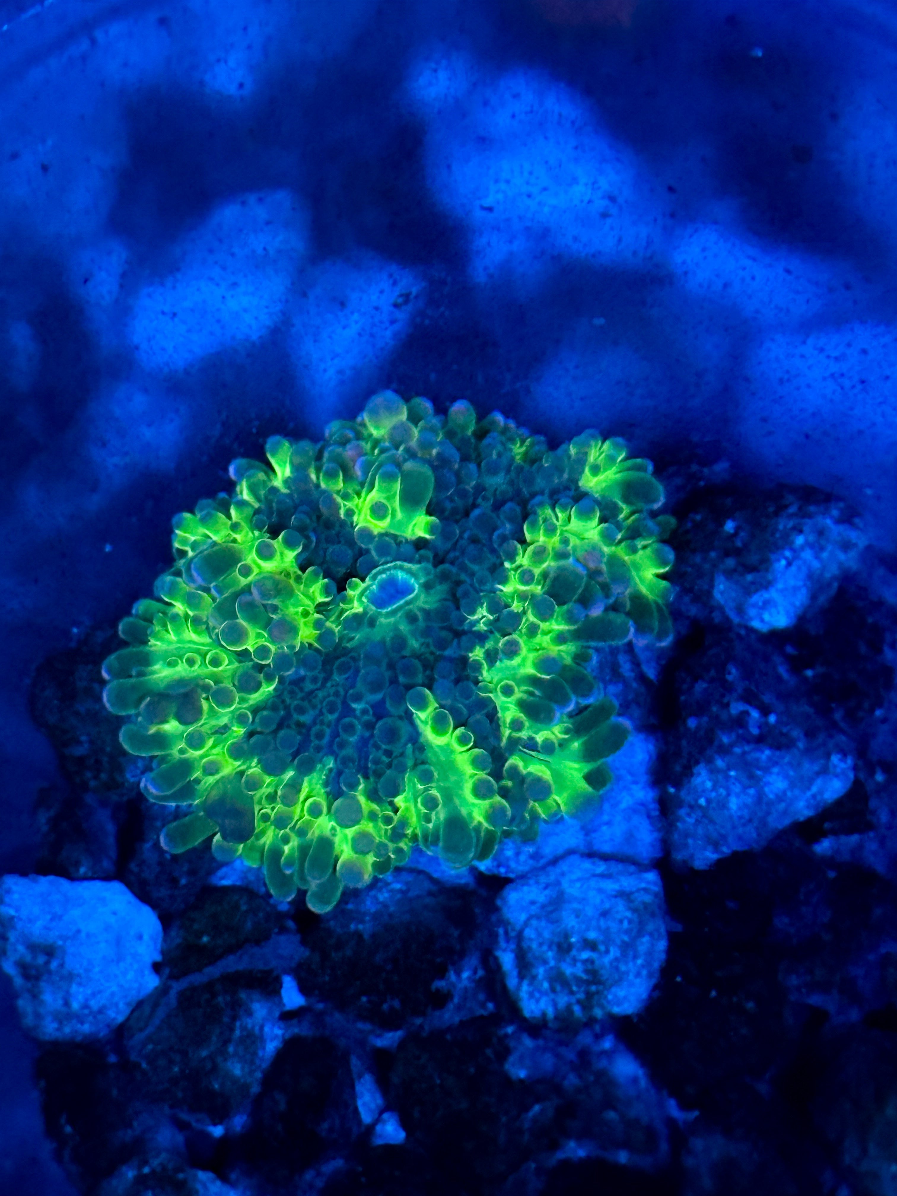 JC Toxic Green Yuma