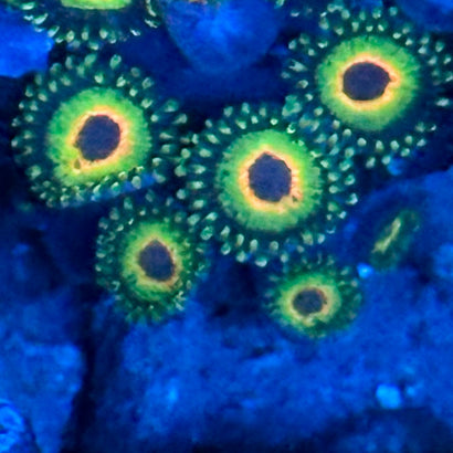 Bob Marley Zoa (5 Polyps)
