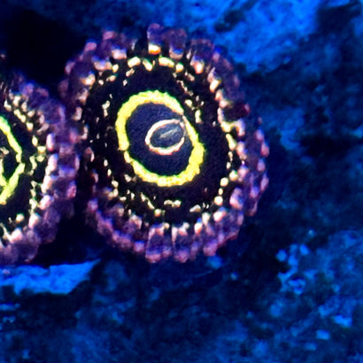 Stratosphere Zoa (1 Polyp)