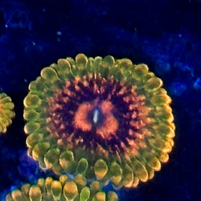 GMK Zoa (1 Polyp)