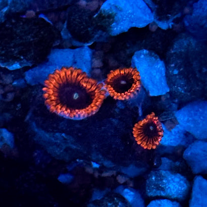 JC Zoa Frag (3 Polyps)