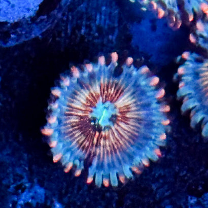 White Zombie (1 Polyp)