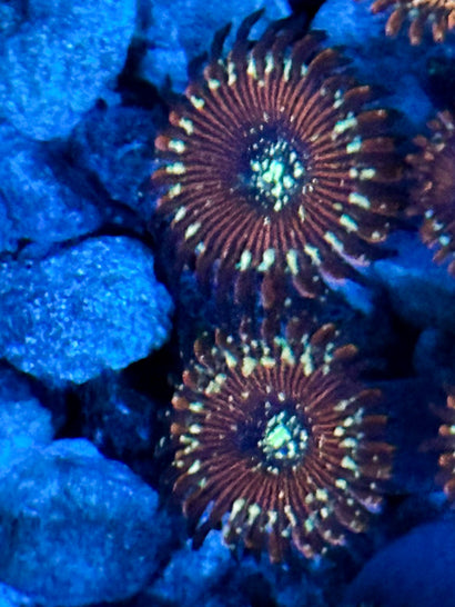 Magician Zoa (2 Polyps)