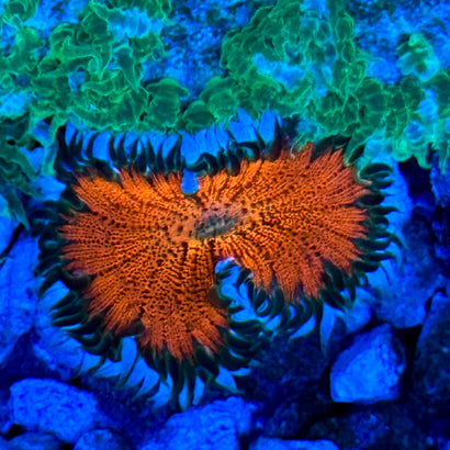 JC Ultra Rock Flower Anemone