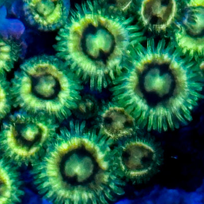 JC Zoa Frag (7 Polyps)