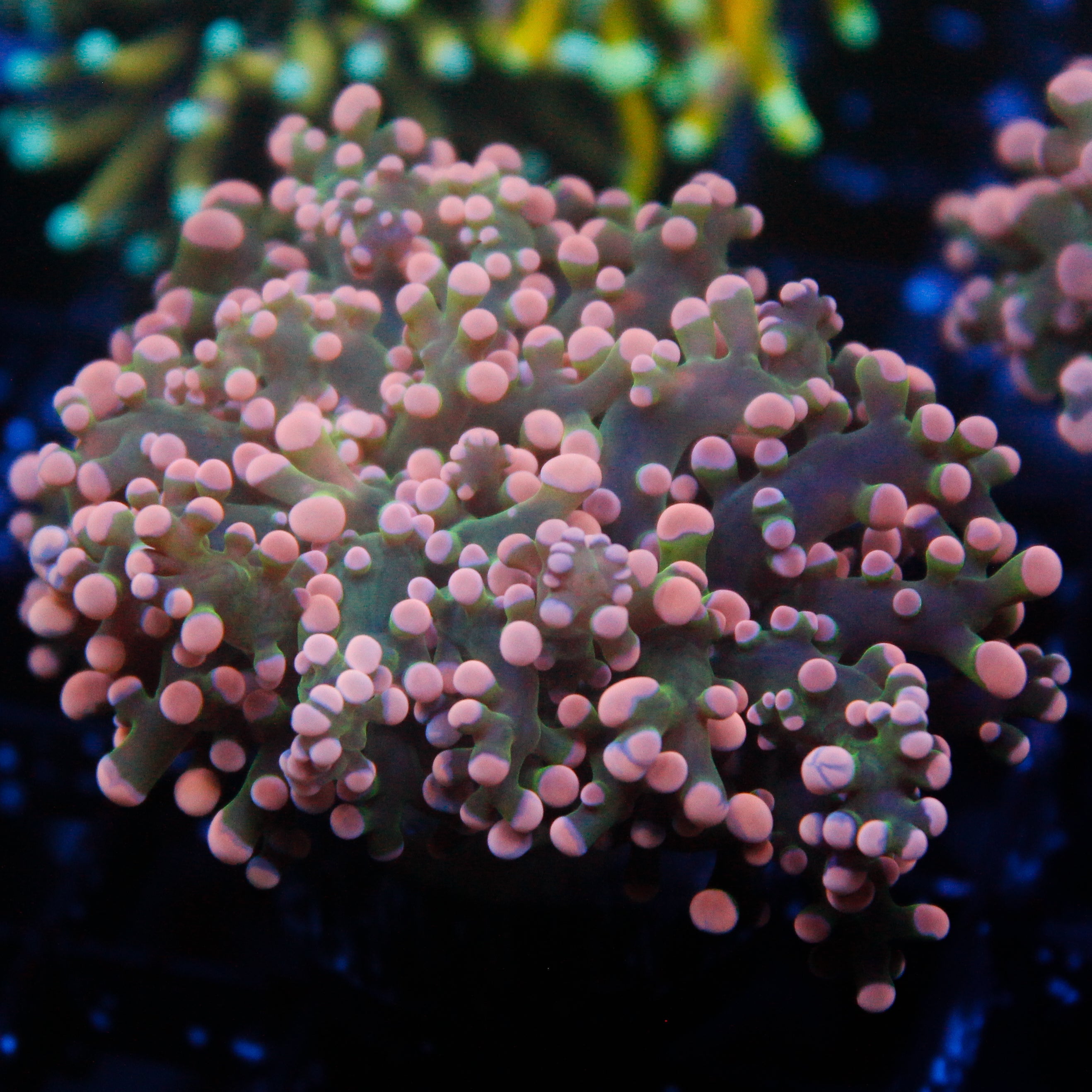 JC Pink Tip Octo