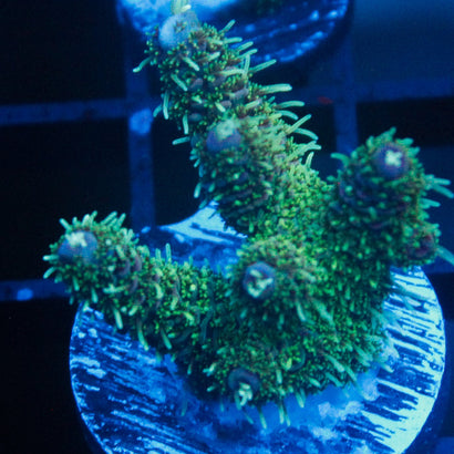 JC Blueberry Surprise