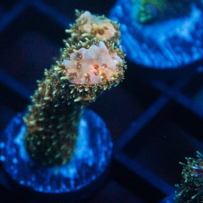 JC Blueberry Surprise