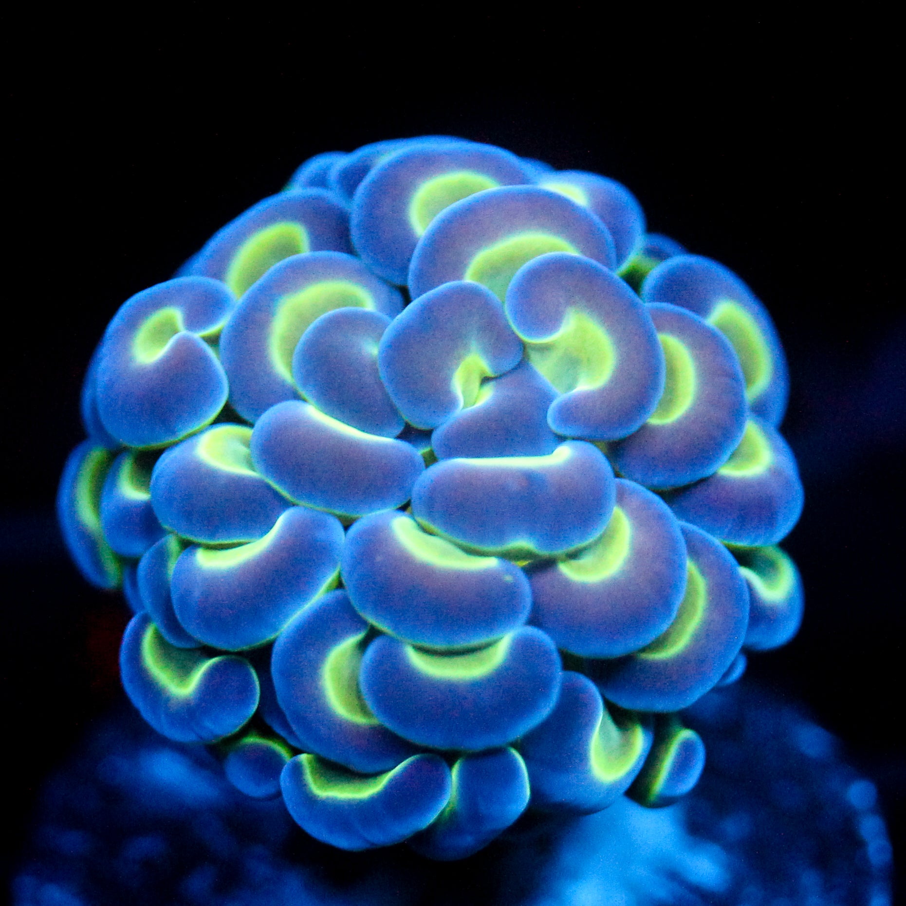 JC Hologram Hammer
