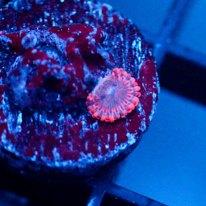 JC Typhloshion Zoanthid