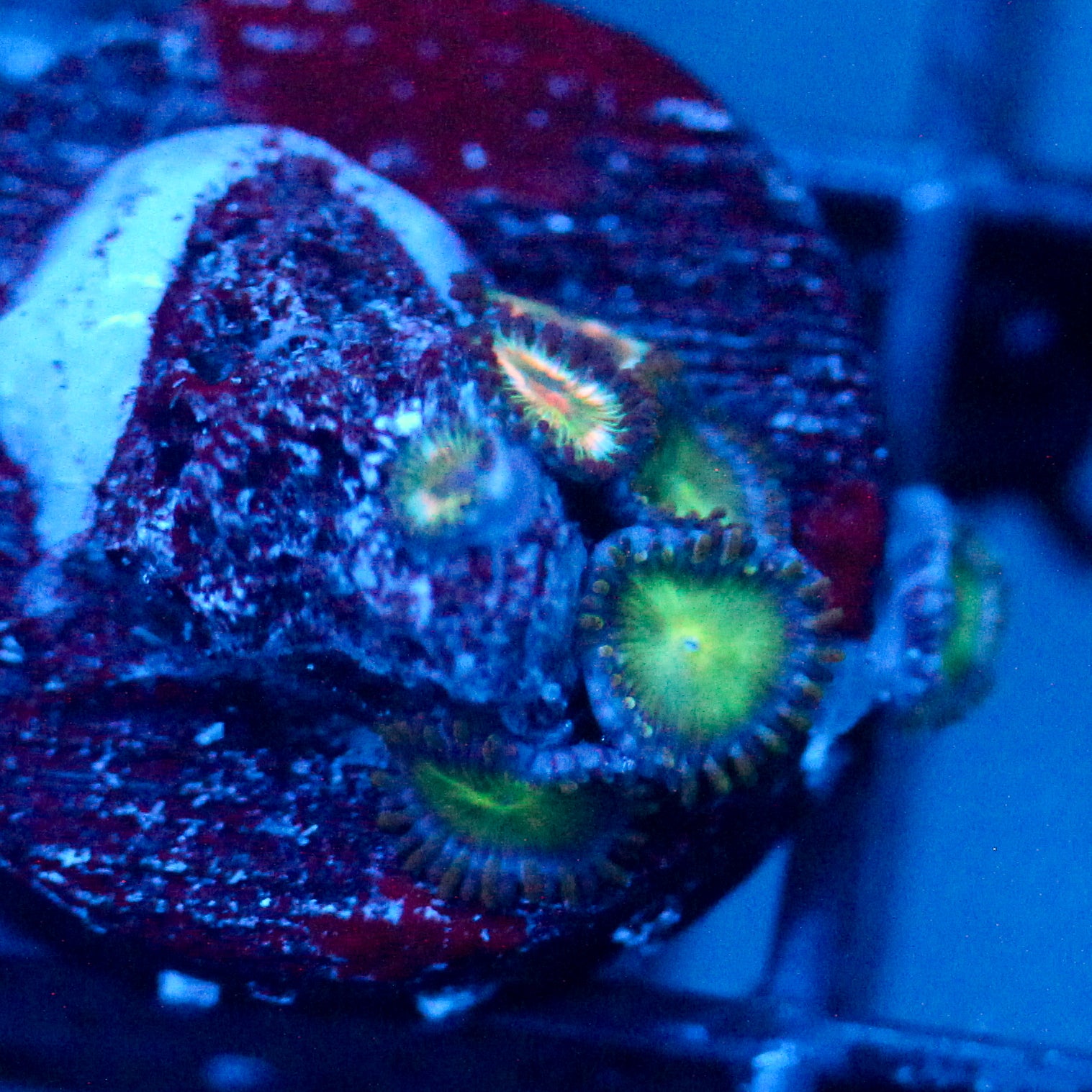 JC Birthstone Zoanthid