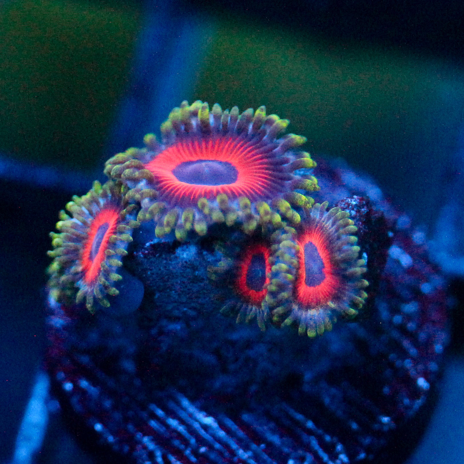 JC Evil Eye Zoanthid
