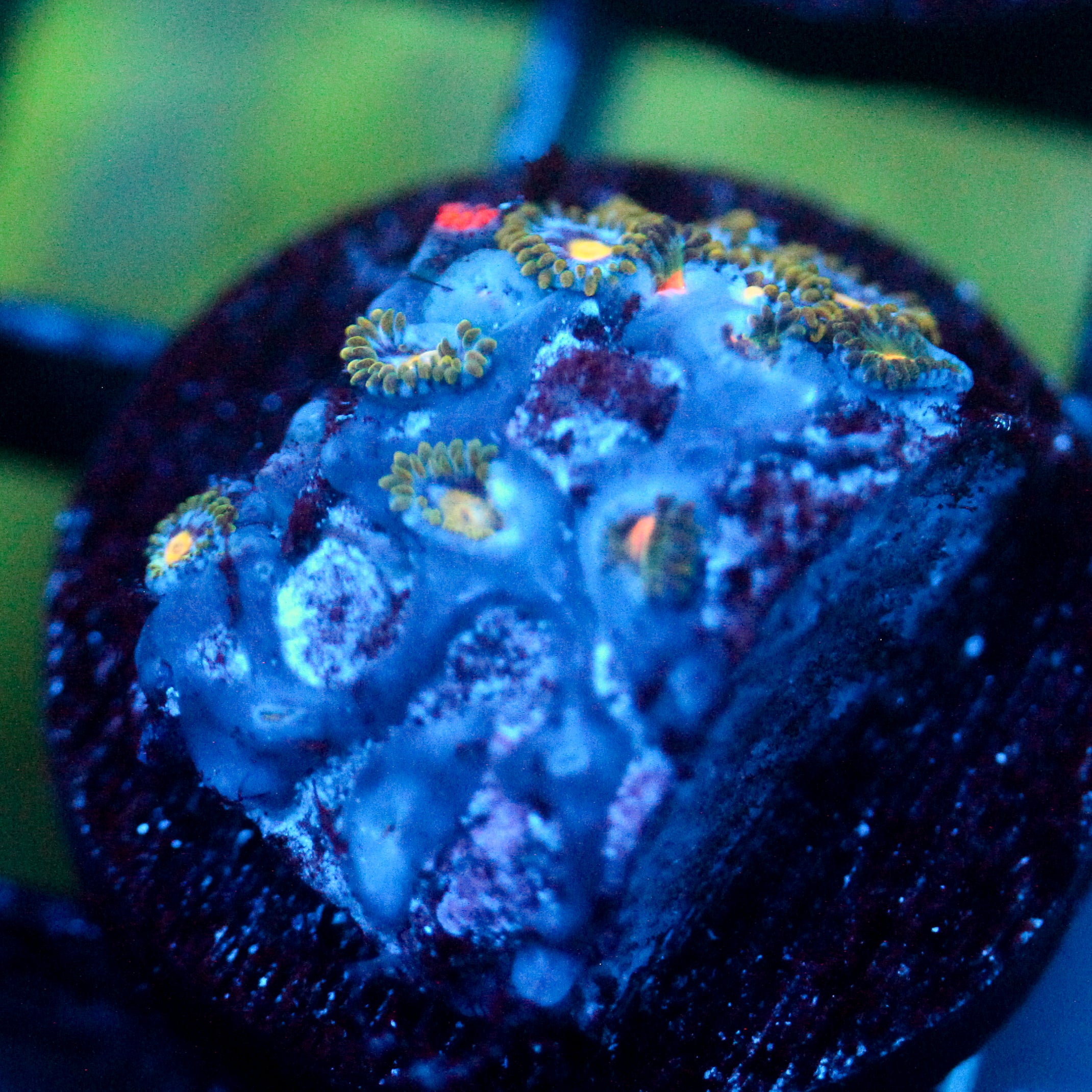 JC Zoa Garden Seed