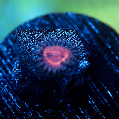 JC Amber Bliss Zoanthid