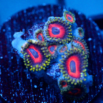 JC Inferno Zoanthid