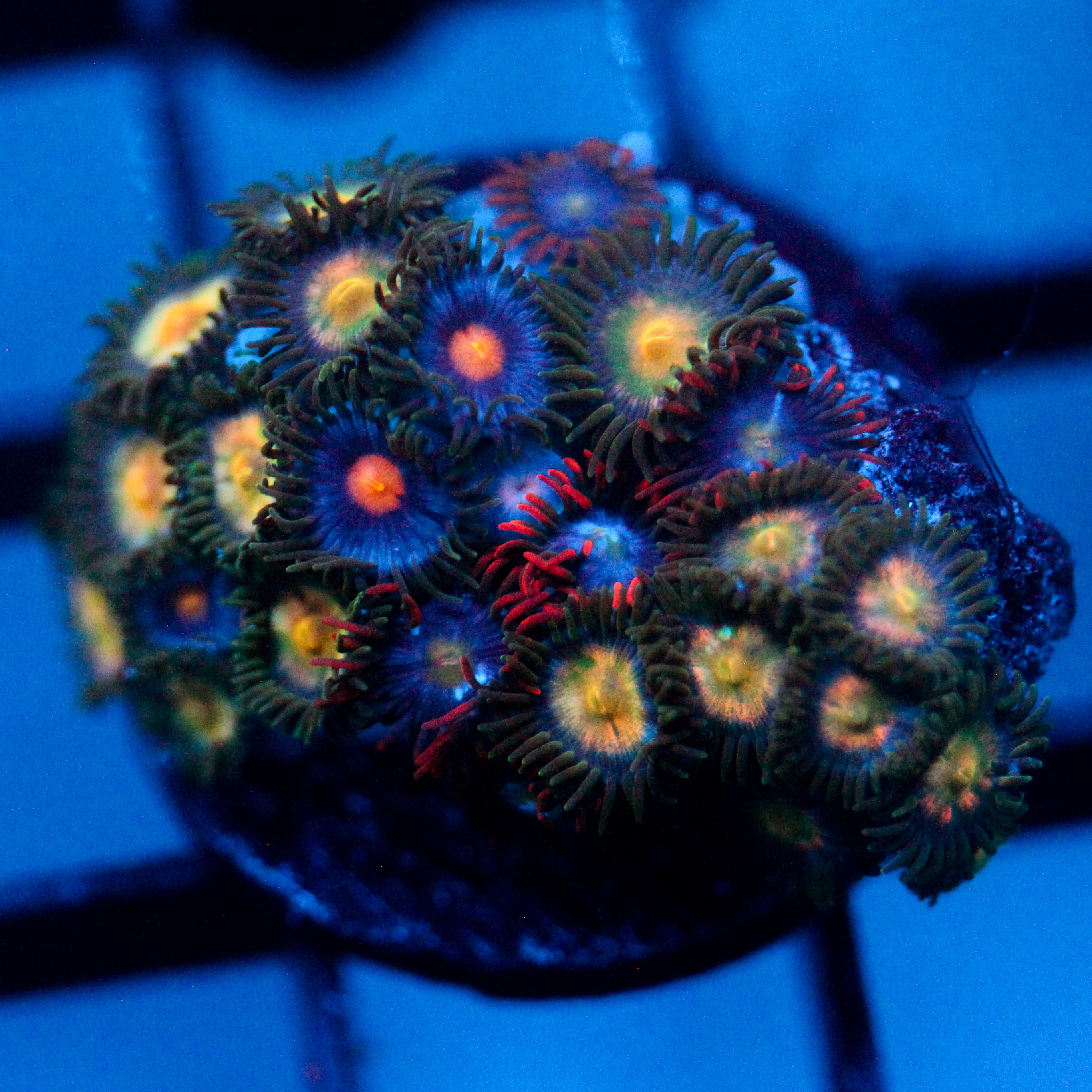 JC Electebuzz Zoanthid