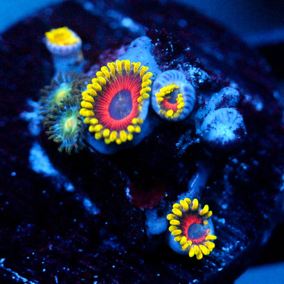 JC Zoa Garden Seed
