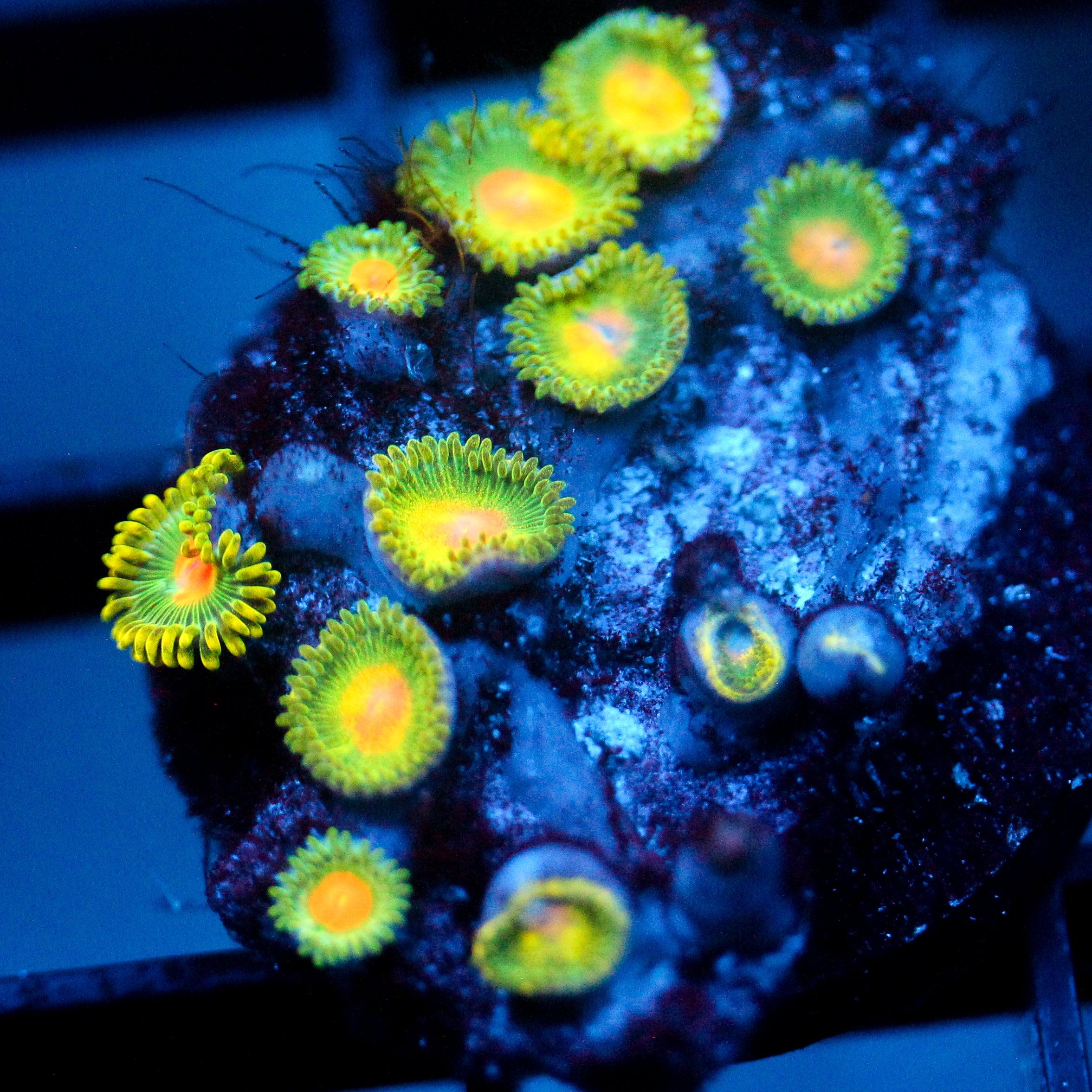JC Mean and Green Zoanthid